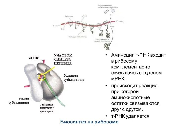 Биосинтез на рибосоме Аминоцил т-РНК входит в рибосому, комплементарно связываясь с кодоном мРНК,