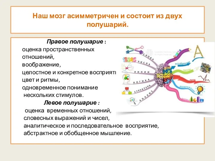 Наш мозг асимметричен и состоит из двух полушарий. Правое полушарие