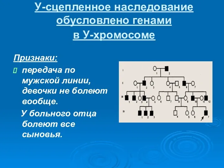 У-сцепленное наследование обусловлено генами в У-хромосоме Признаки: передача по мужской