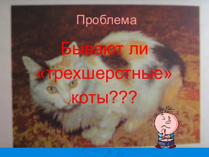 Проблема Бывают ли «трехшерстные» коты???