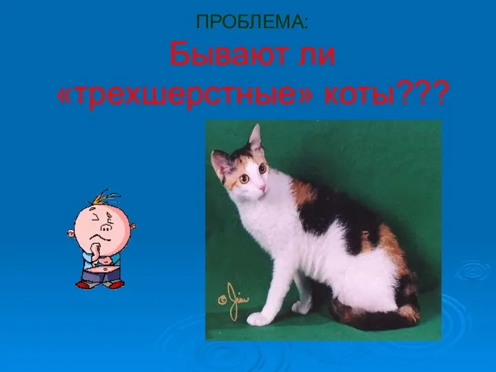 ПРОБЛЕМА: Бывают ли «трехшерстные» коты???