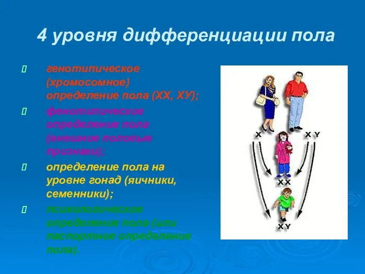 4 уровня дифференциации пола генотипическое (хромосомное) определение пола (ХХ, ХУ);