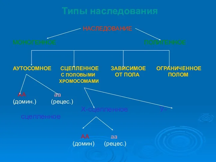 Типы наследования НАСЛЕДОВАНИЕ МОНОГЕННОЕ ПОЛИГЕННОЕ АУТОСОМНОЕ СЦЕПЛЕННОЕ ЗАВИСИМОЕ ОГРАНИЧЕННОЕ С