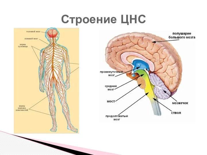 Строение ЦНС