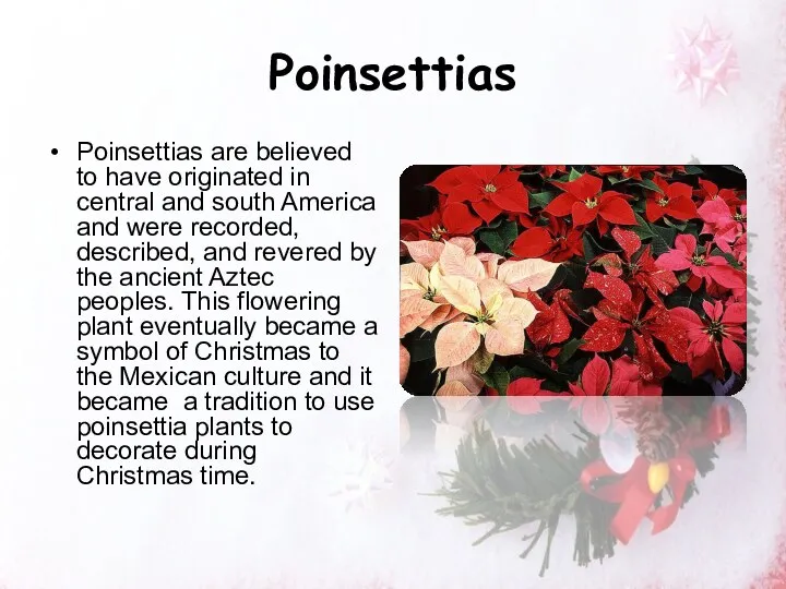 Poinsettias Poinsettias are believed to have originated in central and south America and