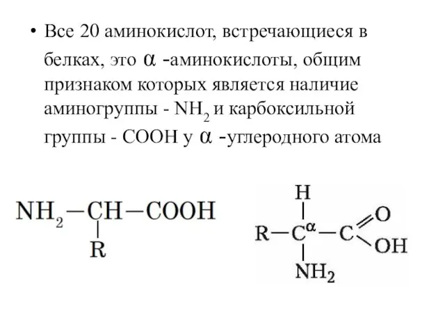 Все 20 аминокислот, встречающиеся в белках, это α -аминокислоты, общим