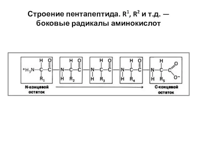 Строение пентапептида. R1, R2 и т.д. — боковые радикалы аминокислот