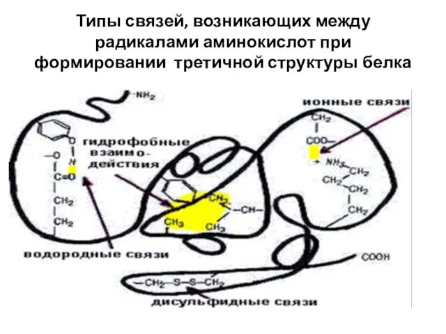 Типы связей, возникающих между радикалами аминокислот при формировании третичной структуры белка