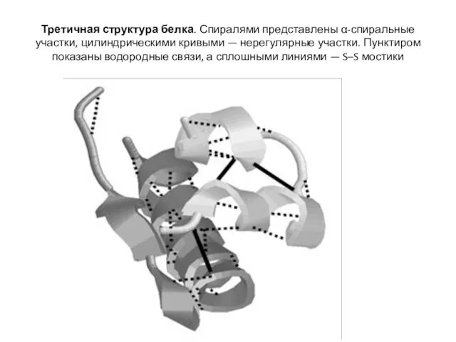 Третичная структура белка. Спиралями представлены α-спиральные участки, цилиндрическими кривыми —