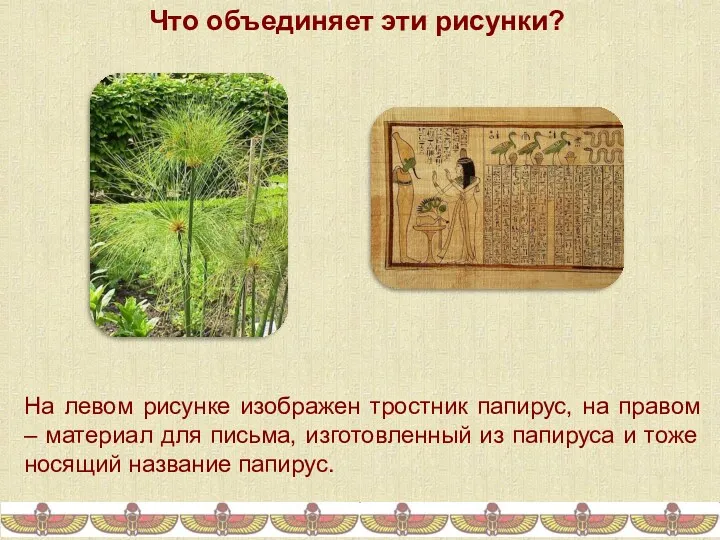 Что объединяет эти рисунки? На левом рисунке изображен тростник папирус,