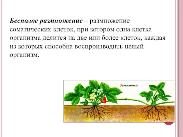 Бесполое размножение – размножение соматических клеток, при котором одна клетка