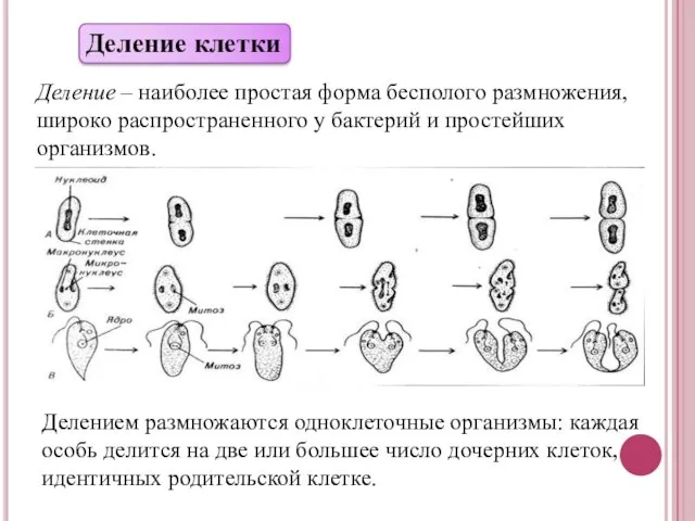 Деление клетки Деление – наиболее простая форма бесполого размножения, широко