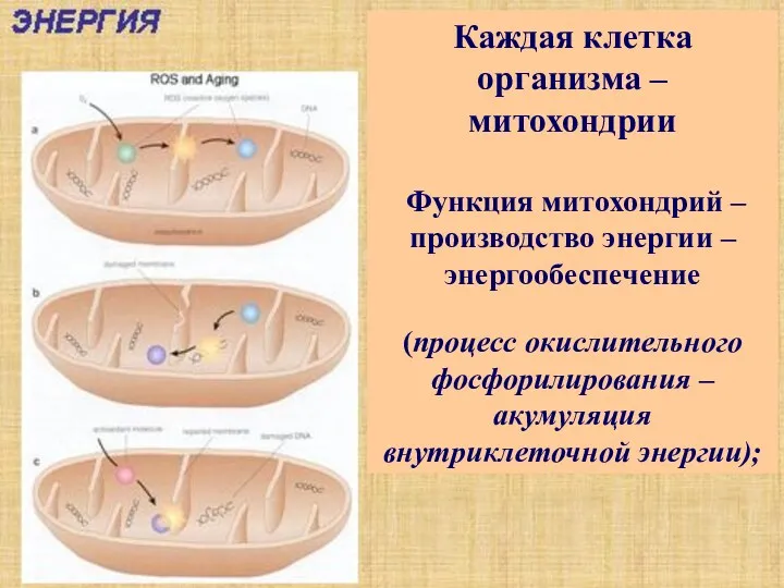 Каждая клетка организма – митохондрии Функция митохондрий – производство энергии