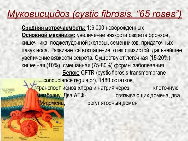 Муковисцидоз (cystic fibrosis, “65 roses”) Средняя встречаемость: 1:6,000 новорожденных Основной