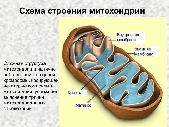 Сложная структура митохондрии и наличие собственной кольцевой хромосомы, кодирующей некоторые