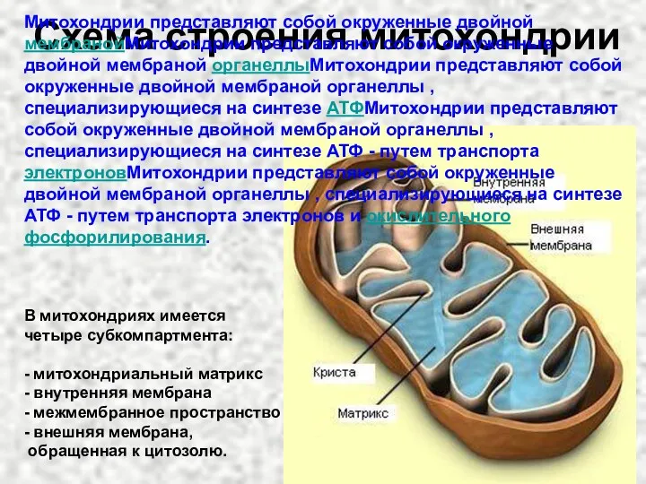 Схема строения митохондрии Митохондрии представляют собой окруженные двойной мембранойМитохондрии представляют