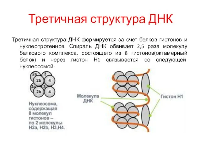 Третичная структура ДНК Третичная структура ДНК формируется за счет белков