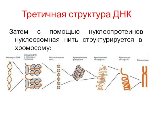 Третичная структура ДНК Затем с помощью нуклеопротеинов нуклеосомная нить структурируется в хромосому: