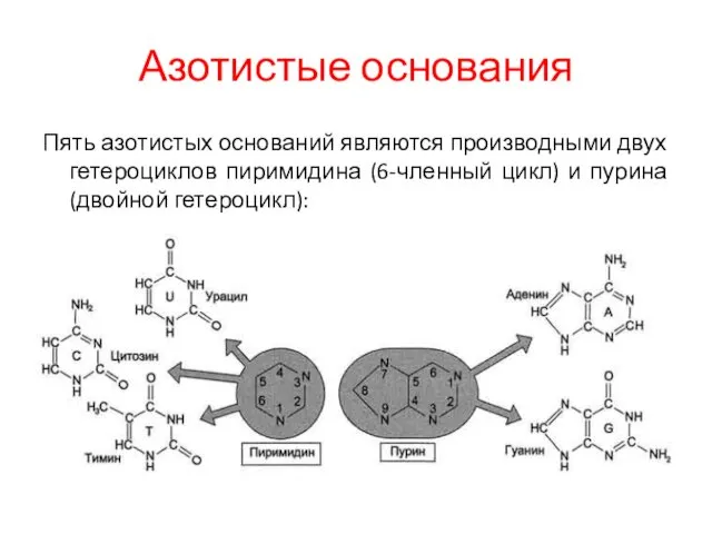 Азотистые основания Пять азотистых оснований являются производными двух гетероциклов пиримидина (6-членный цикл) и пурина (двойной гетероцикл):