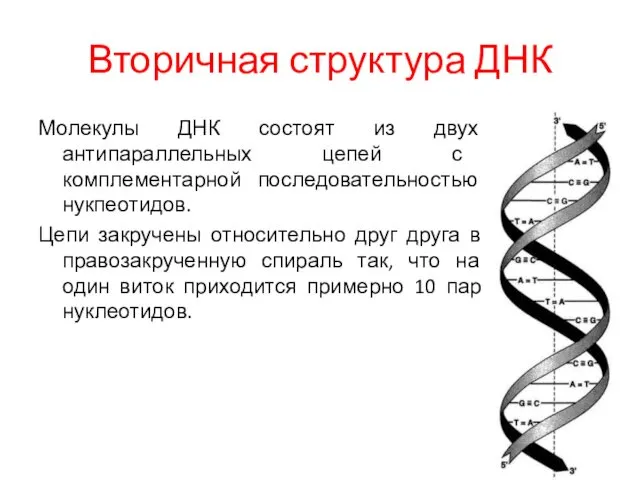 Вторичная структура ДНК Молекулы ДНК состоят из двух антипараллельных цепей
