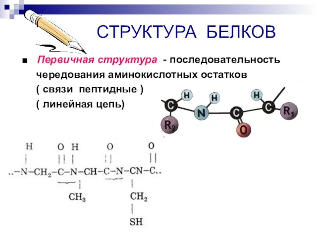 СТРУКТУРА БЕЛКОВ ■ Первичная структура - последовательность чередования аминокислотных остатков