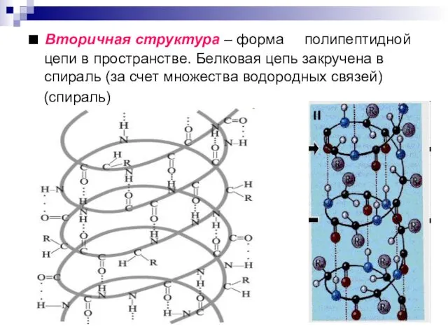 ■ Вторичная структура – форма полипептидной цепи в пространстве. Белковая