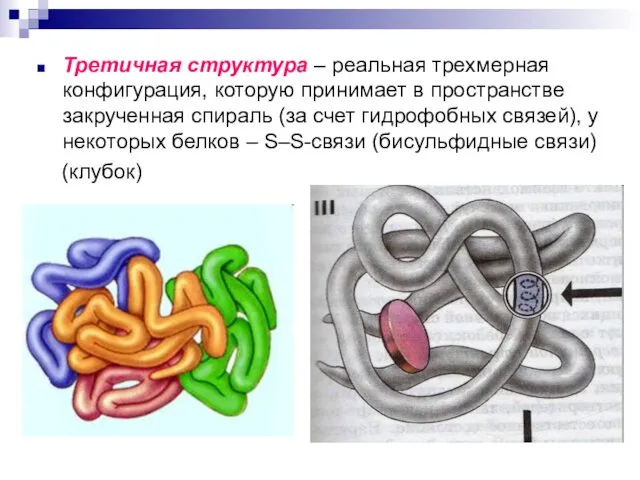 Третичная структура – реальная трехмерная конфигурация, которую принимает в пространстве