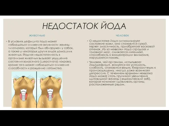 НЕДОСТАТОК ЙОДА животные В условиях дефицита йода может наблюдаться снижение