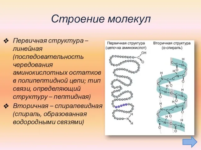 Строение молекул Первичная структура – линейная (последовательность чередования аминокислотных остатков в полипептидной цепи;