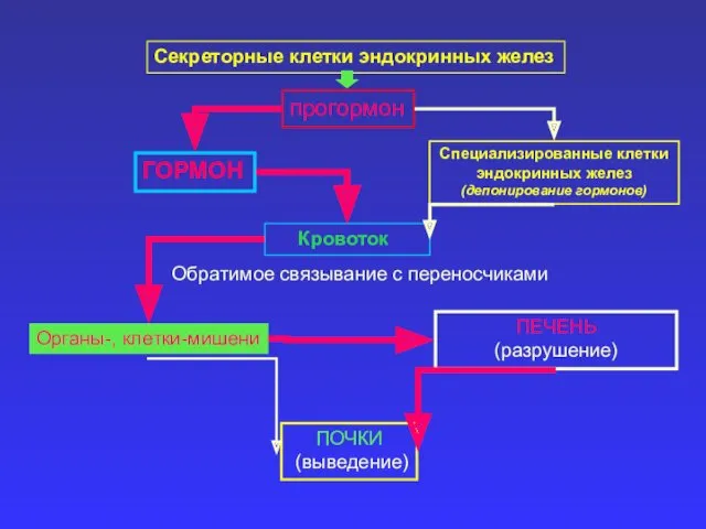 Секреторные клетки эндокринных желез прогормон Специализированные клетки эндокринных желез (депонирование