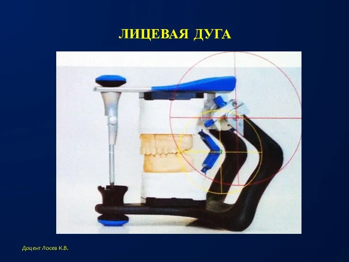 ЛИЦЕВАЯ ДУГА Доцент Лосев К.В.