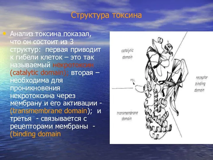 Структура токсина Анализ токсина показал, что он состоит из 3 структур: первая приводит