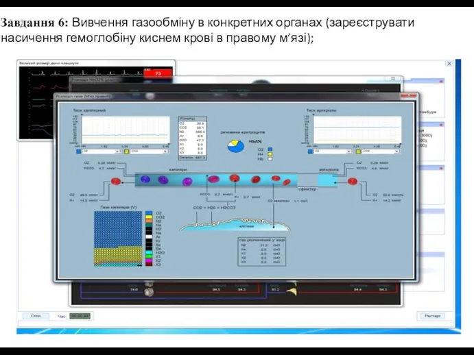 Завдання 6: Вивчення газообміну в конкретних органах (зареєструвати насичення гемоглобіну киснем крові в правому м’язі);