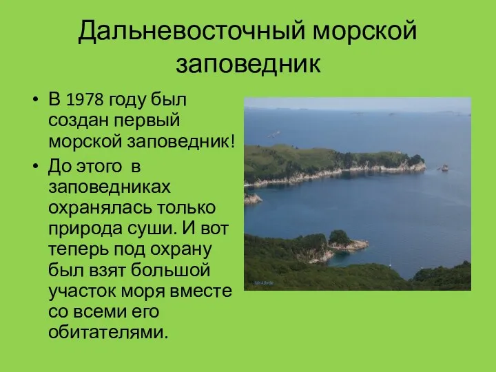 Дальневосточный морской заповедник В 1978 году был создан первый морской