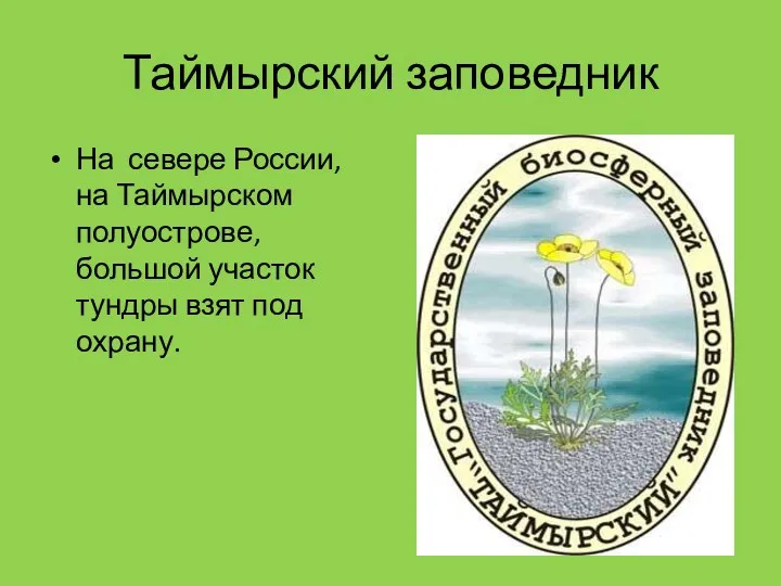 Таймырский заповедник На севере России, на Таймырском полуострове, большой участок тундры взят под охрану.