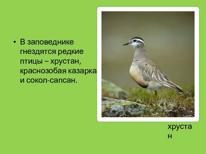 В заповеднике гнездятся редкие птицы – хрустан, краснозобая казарка и сокол-сапсан. хрустан