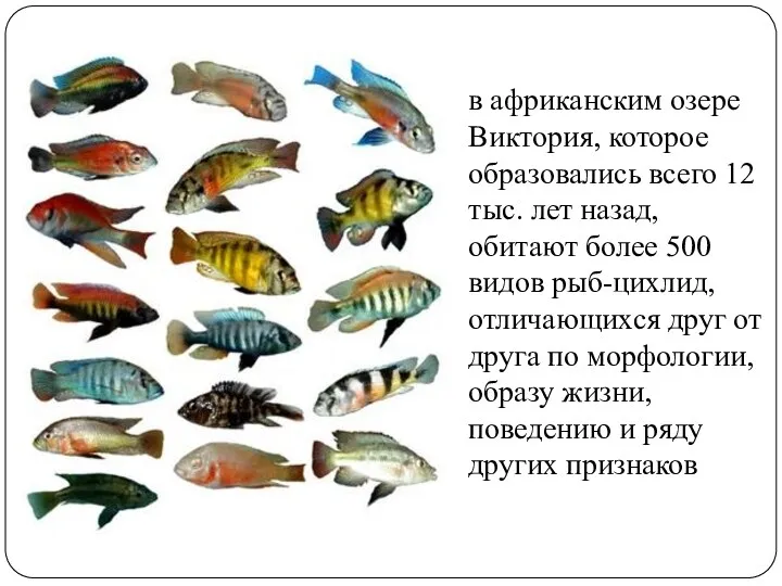 в африканским озере Виктория, которое образовались всего 12 тыс. лет