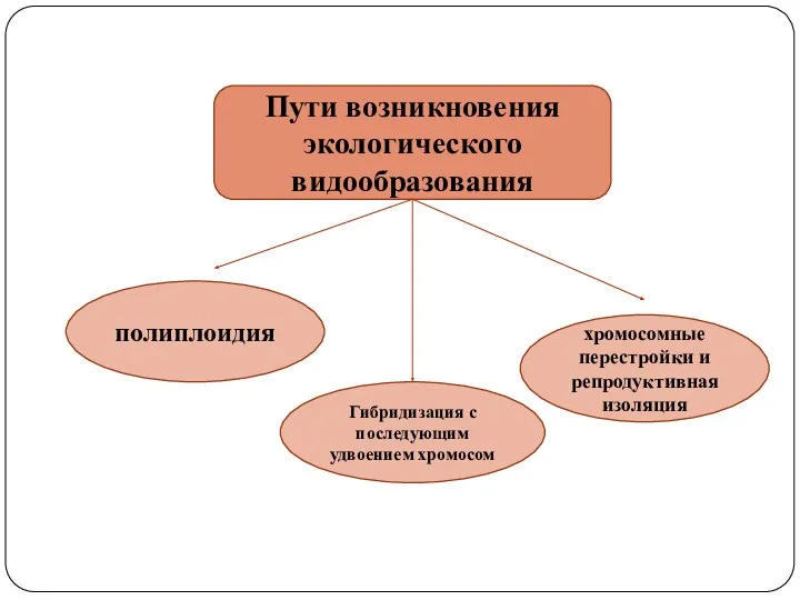 полиплоидия Гибридизация с последующим удвоением хромосом хромосомные перестройки и репродуктивная изоляция Пути возникновения экологического видообразования