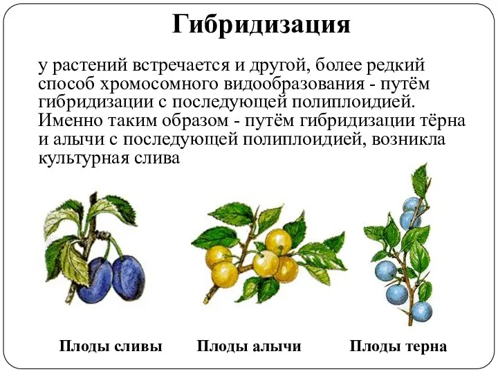 Гибридизация у растений встречается и другой, более редкий способ хромосомного