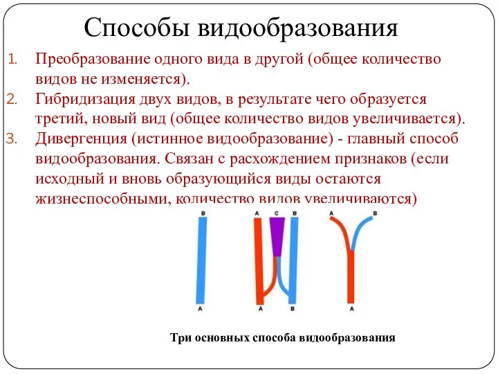 Способы видообразования Преобразование одного вида в другой (общее количество видов