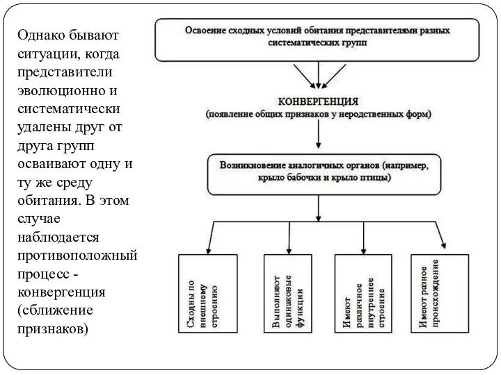 Однако бывают ситуации, когда представители эволюционно и систематически удалены друг