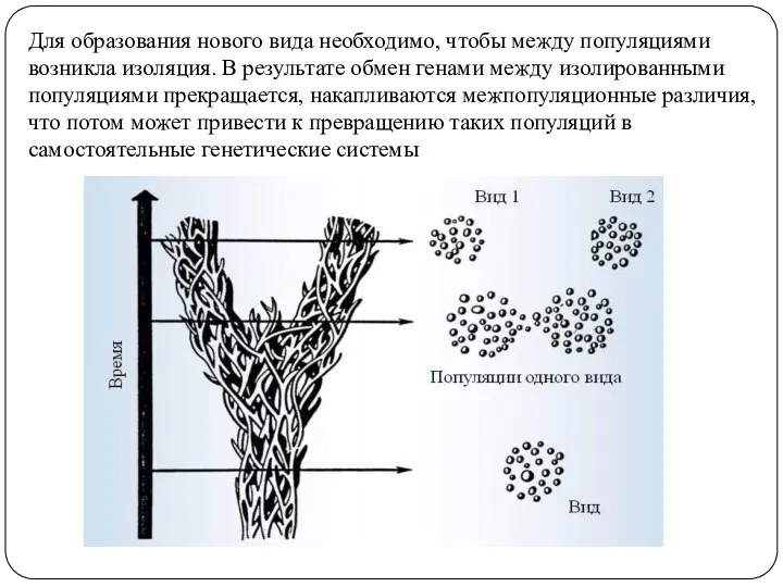 Для образования нового вида необходимо, чтобы между популяциями возникла изоляция.