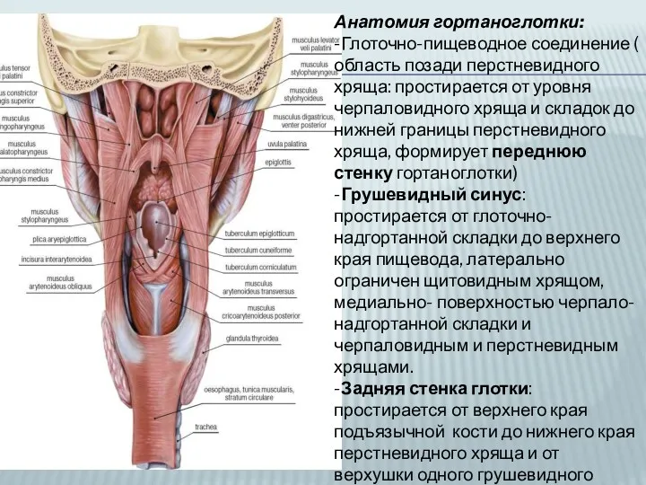 Анатомия гортаноглотки: -Глоточно-пищеводное соединение ( область позади перстневидного хряща: простирается от уровня черпаловидного
