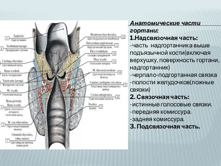 Анатомические части гортани: 1.Надсвязочная часть: -часть надгортанника выше подъязычной кости(включая верхушку, поверхность гортани,