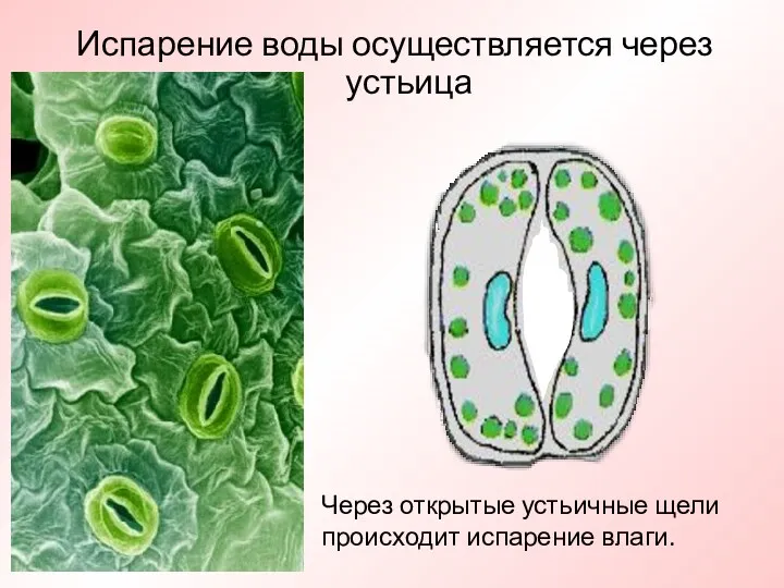 Испарение воды осуществляется через устьица Через открытые устьичные щели происходит испарение влаги.