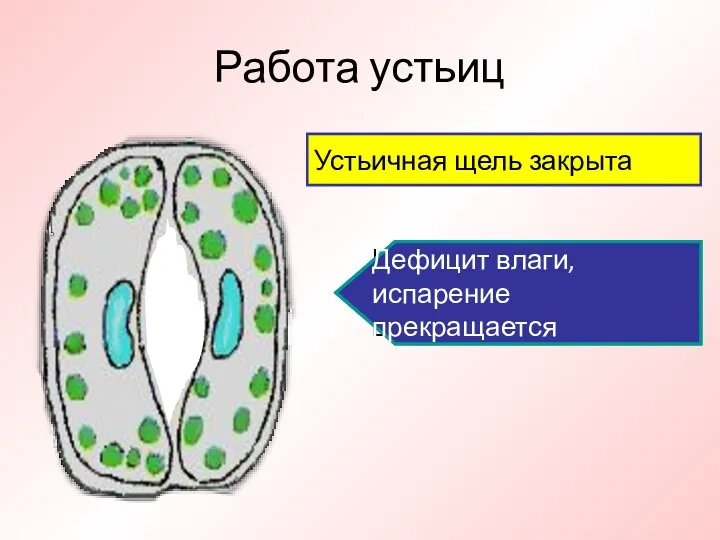 Работа устьиц Устьичная щель открыта Влаги достаточно, происходит испарение воды