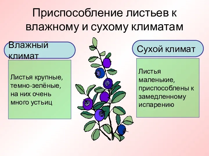 Приспособление листьев к влажному и сухому климатам Влажный климат Листья