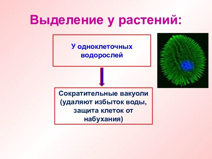 Выделение у растений: У одноклеточных водорослей Сократительные вакуоли (удаляют избыток воды, защита клеток от набухания)