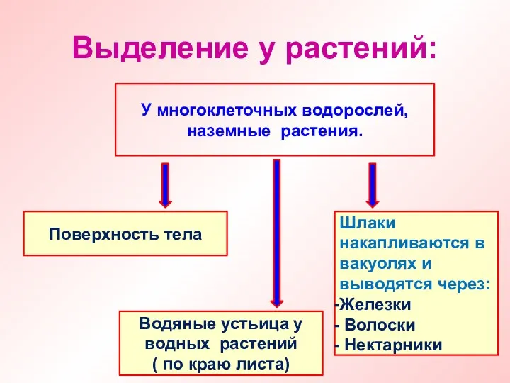 Выделение у растений: У многоклеточных водорослей, наземные растения. Шлаки накапливаются