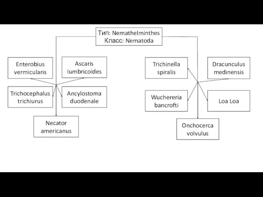 Тип: Nemathelminthes Класс: Nematoda Onchocerca volvulus Loa Loa Wuchereria bancrofti